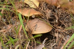 Suillus granulatus