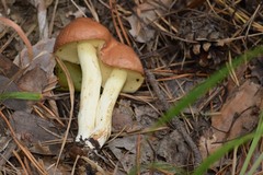 Suillus granulatus