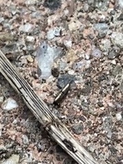 Lepidocyrtus paradoxus