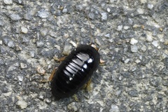 Perisphaerus punctatus