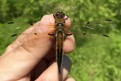 Libellula quadrimaculata