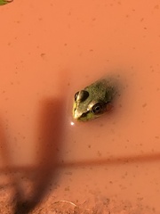 Lithobates clamitans