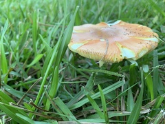 Amanita parcivolvata