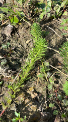 Myriophyllum aquaticum