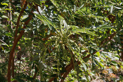 Bencomia sphaerocarpa