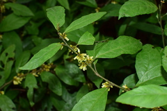 Maesa japonica