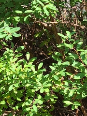 Hypericum hypericoides