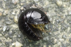 Perisphaerus punctatus