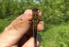 Libellula quadrimaculata