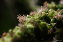 Bencomia sphaerocarpa