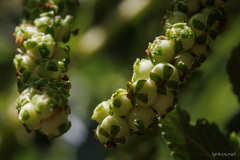 Bencomia sphaerocarpa