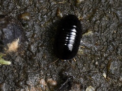 Perisphaerus punctatus