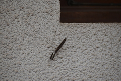 Statilia maculata