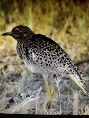 Burhinus capensis