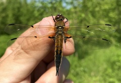 Libellula quadrimaculata