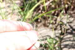 Sporobolus vaginiflorus