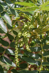 Bencomia sphaerocarpa