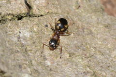 Dolichoderus quadripunctatus
