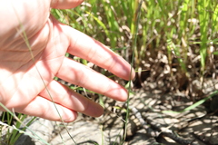 Sporobolus vaginiflorus