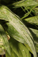 Golovinomyces sordidus