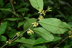 Maesa japonica