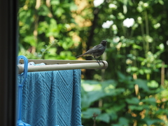 Phoenicurus ochruros gibraltariensis