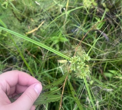 Cyperus eragrostis