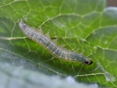 Anania hortulata