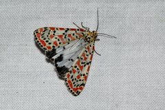 Utetheisa pulchella