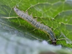 Anania hortulata