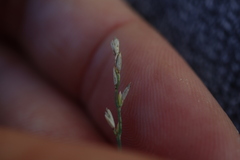 Sporobolus vaginiflorus