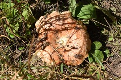 Lactarius deliciosus