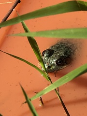 Lithobates catesbeianus