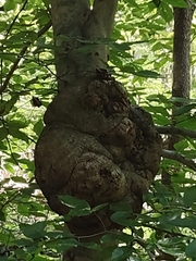 Agrobacterium radiobacter