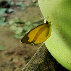 Eurema