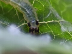 Anania hortulata