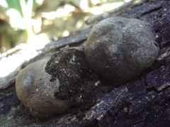 Hypoxylaceae