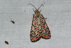 Utetheisa pulchella
