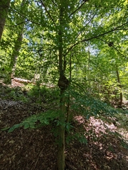 Agrobacterium radiobacter