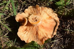 Lactarius deliciosus