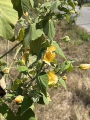 Abutilon grandifolium