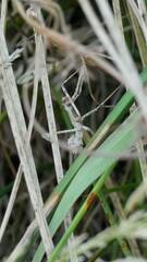 Empusa pennata