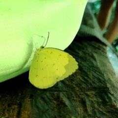Eurema