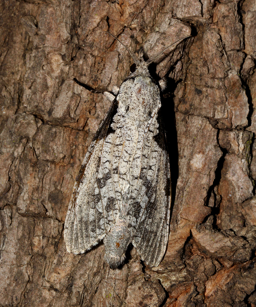 Xyleutini