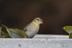 Ploceus capensis