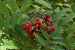 Sorbus sibirica