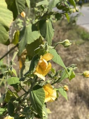 Abutilon grandifolium