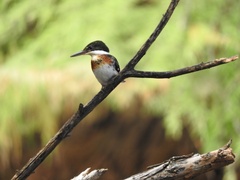 Chloroceryle americana