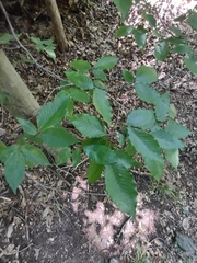 Agrobacterium radiobacter