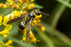 Ancistrocerus antilope